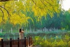 91制片厂果冻传媒杨柳作品-91制片厂与果冻传媒，杨柳作品的艺术探索与文化价值